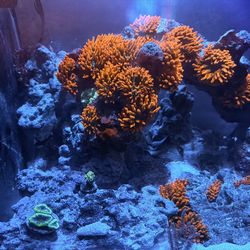 Fake saltwater decoration