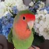 Luv4birds