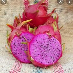 Dragon Fruit Physical Graffiti Rooted Plant