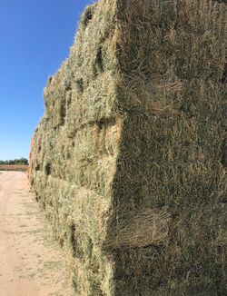 2 cut alfalfa/ 2 Corte Alfalfa