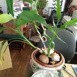 Bambu Plants Pretty Nice