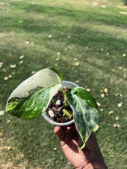 Monstera Albo