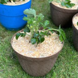 Mothers Day Strawberry Planters 