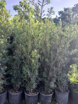 Maki Podocarpus Overgrown 6'ft $26