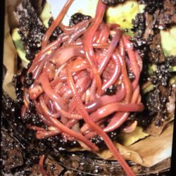 Red Composting Worms 