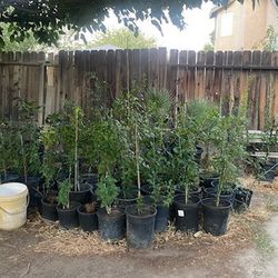 Fruit Trees And Plants