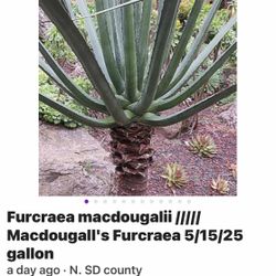 Furcraea maccougali Macdougall's Furcraea (see Pics)