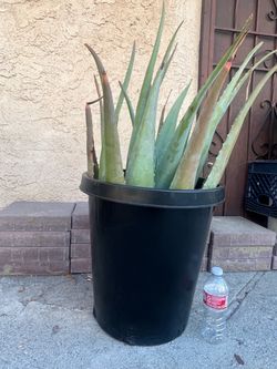 3 year old aloe Vera