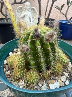 White Easter Lily FLOWERING CACTUS