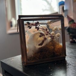 Catt Skull / Floral Display 