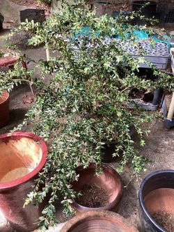 Variegated Boxwood