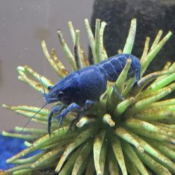 Blue Crawfish For Aquarium