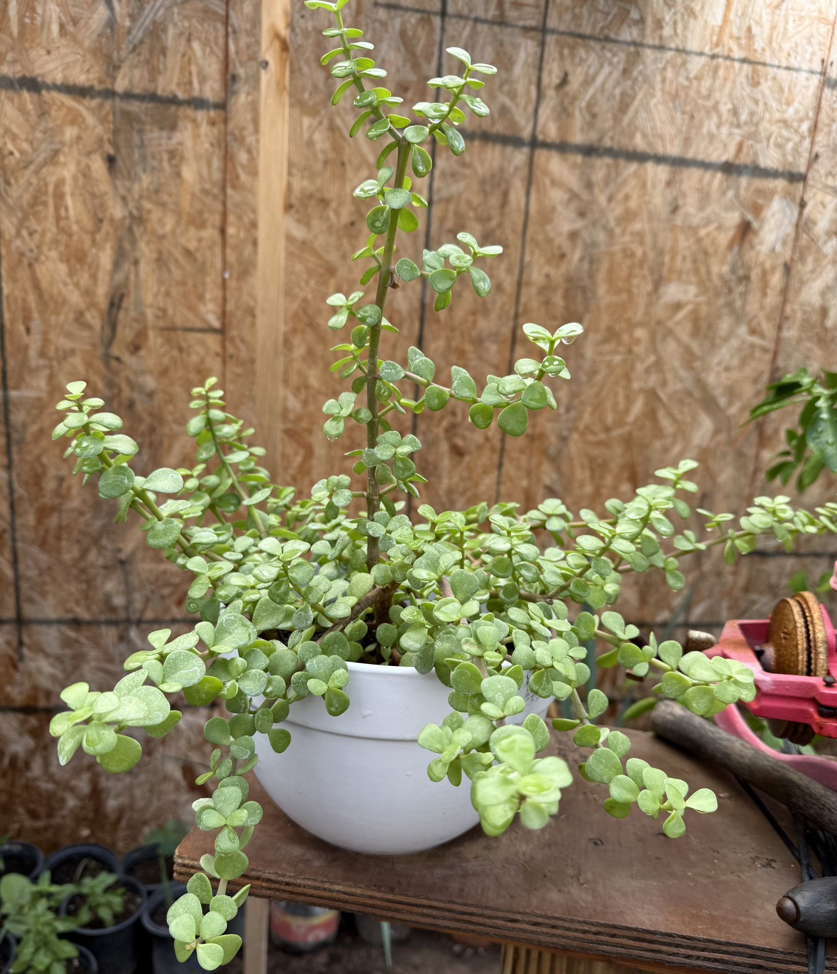 Succulent Plant in Ceramic Pot $25 Price Firm