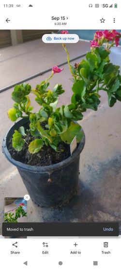 Kalancho pink 1g