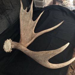 Moose Shed From Alaska