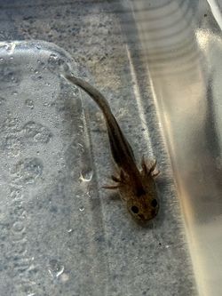 Baby axolotl decoy