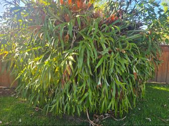Staghorn Fern