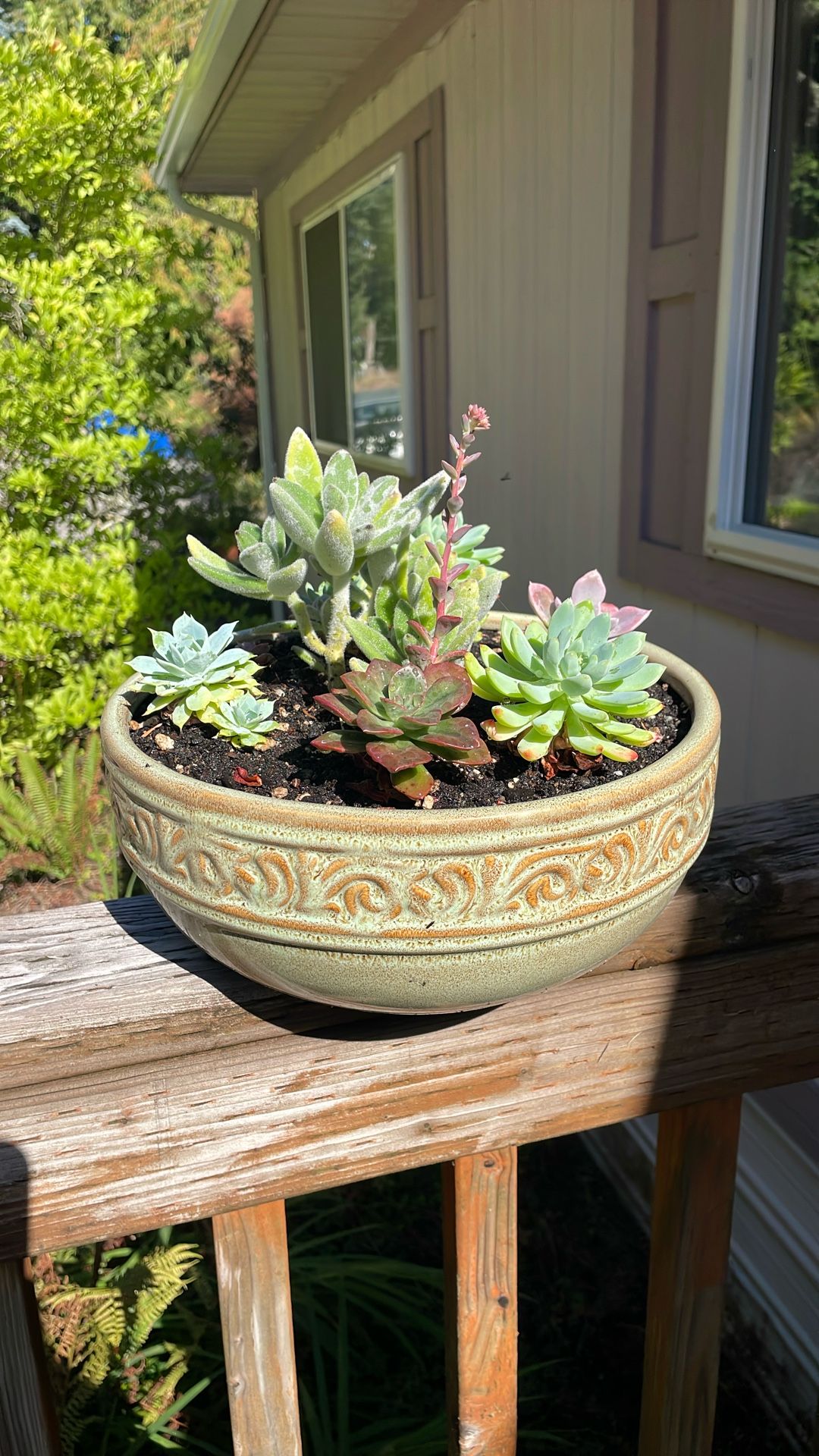 Ceramic Bowl Of Succulents