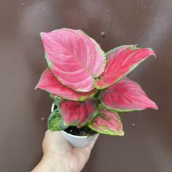 4” Aglaonema Red 