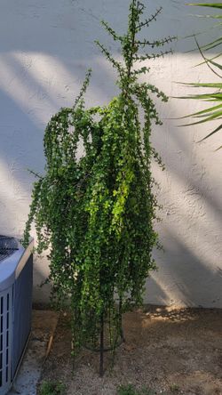 80$ plant