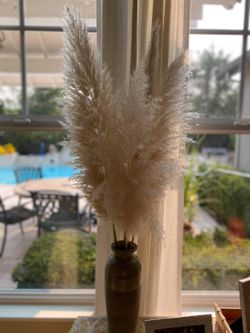 Pampas grass