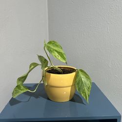 healthy plant with ceramic pot
