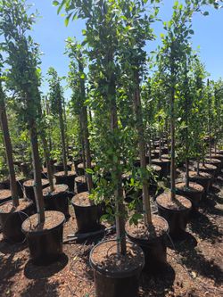 Ficus
