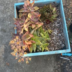 Succulents