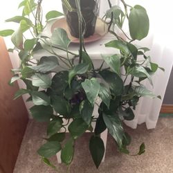 Potted Philodendron In A Green Pot