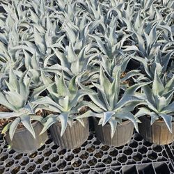 Agave