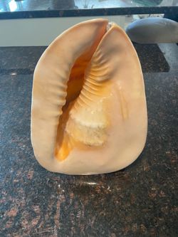 Sea shell. Seashell. King Helmet XL