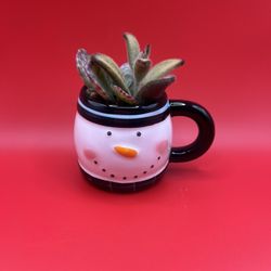 Succulent Arrangement 