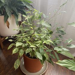 House Plant: Ficus Benjamina 