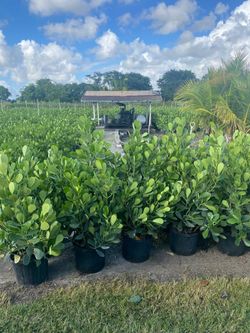 Clusia Overgrown 4-4.5'ft $23