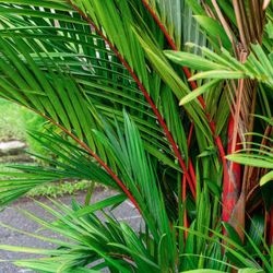 LIVE PLANT 2ft Cyrtostachys renda, Cyrtostachys lakka, Lipstick Palm, Red Sealing Wax Palm