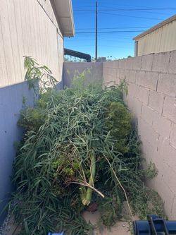 Green yard waste - will pay you