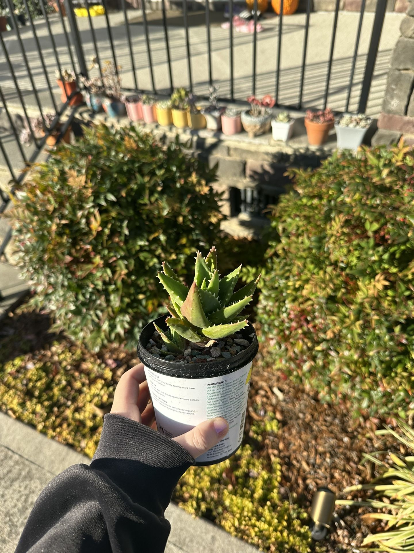 Aloe Nobilis Succulent Plant 3.5 inchies container