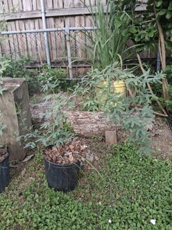 Mesquite mexicano/ nogal(Pecan tree)