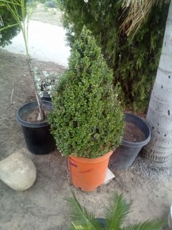 Boxwood Cone Topiary – 3FT with Planter
Topiario de Boj en Forma de Cono