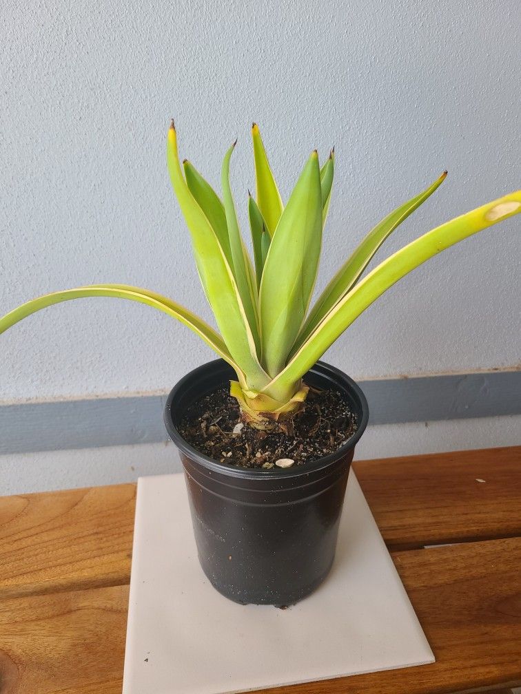 Variegated Yucca Plant