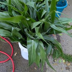 Corn Leafs 
