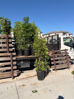 Indian Laurel ficus 15 gal