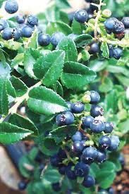 Evergreen Huckleberry Plants!