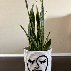 Snake Plants In Modern Container