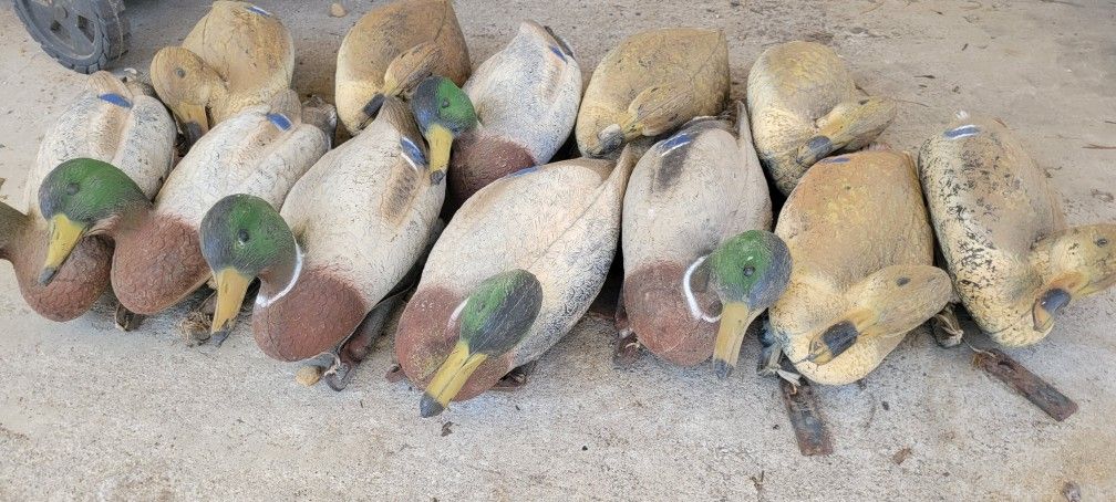 Duck Decoys