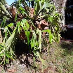 STAG HORN FERN  LARGE