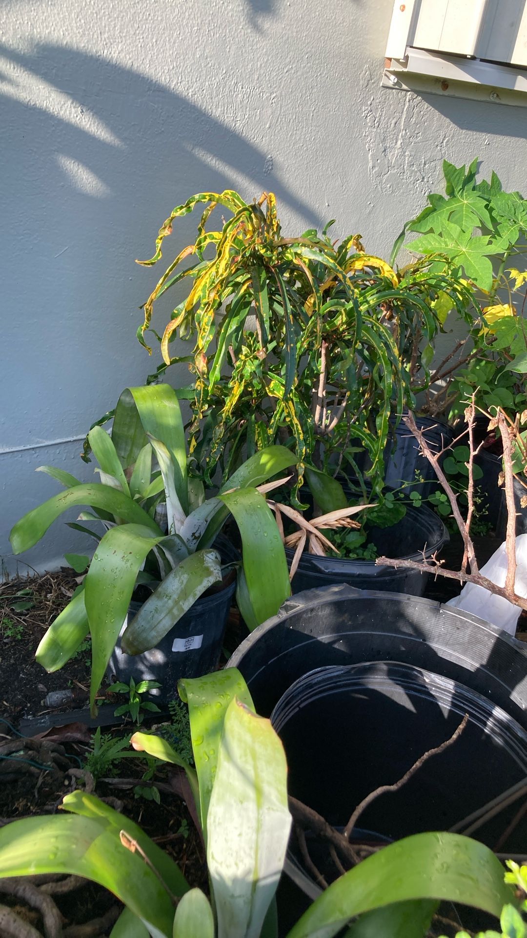 Plantas