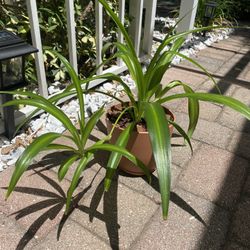 Hawaiian Clorophytum 