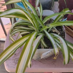 Spider Plant