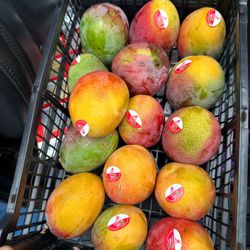 Hayden Mango
